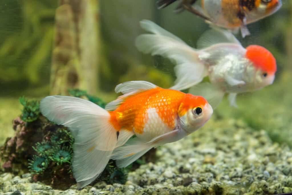 金鱼怎么养_金鱼的养殖技巧和注意事项