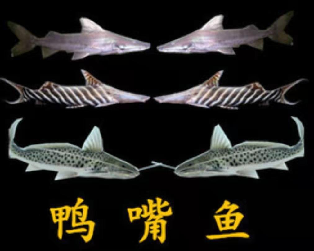 鸭嘴鱼是什么鱼_鸭嘴鱼的特征和饲养