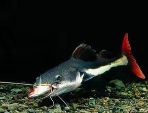 鸭嘴鱼是什么鱼_鸭嘴鱼的特征和饲养