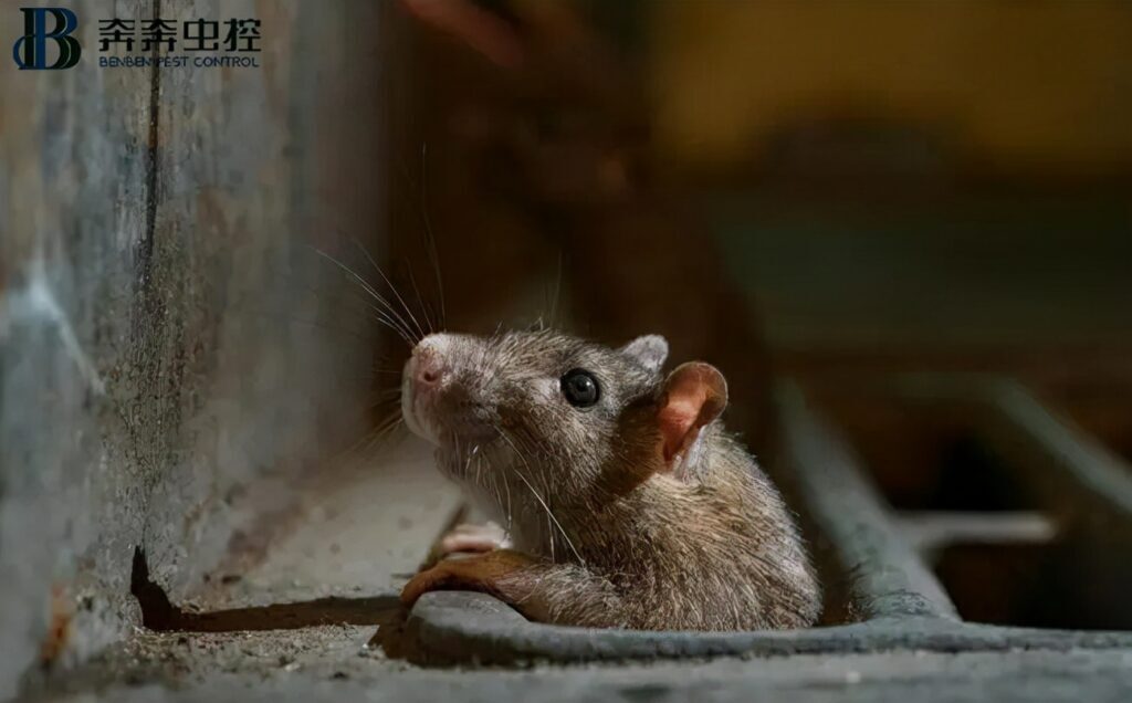 老鼠爱吃什么食物_老鼠喜爱的食物简介