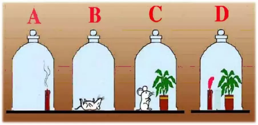 光合作用反应式是什么 _光合作用的原理和应用