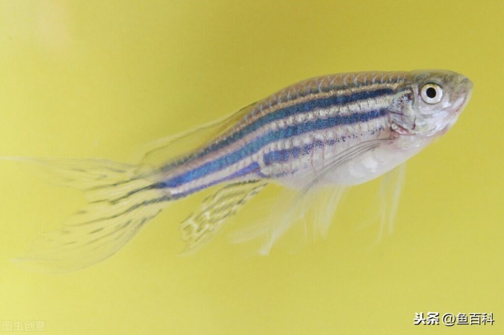 斑马鱼怎么养_斑马鱼的养殖技术