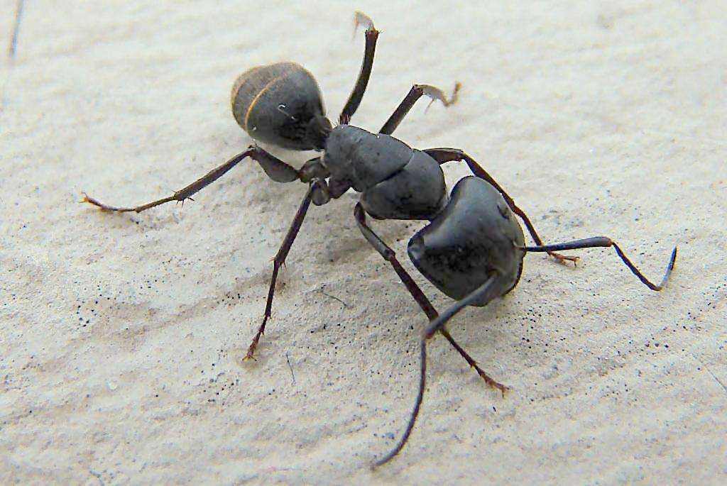 蚂蚁怎么消灭_消灭蚂蚁的方法