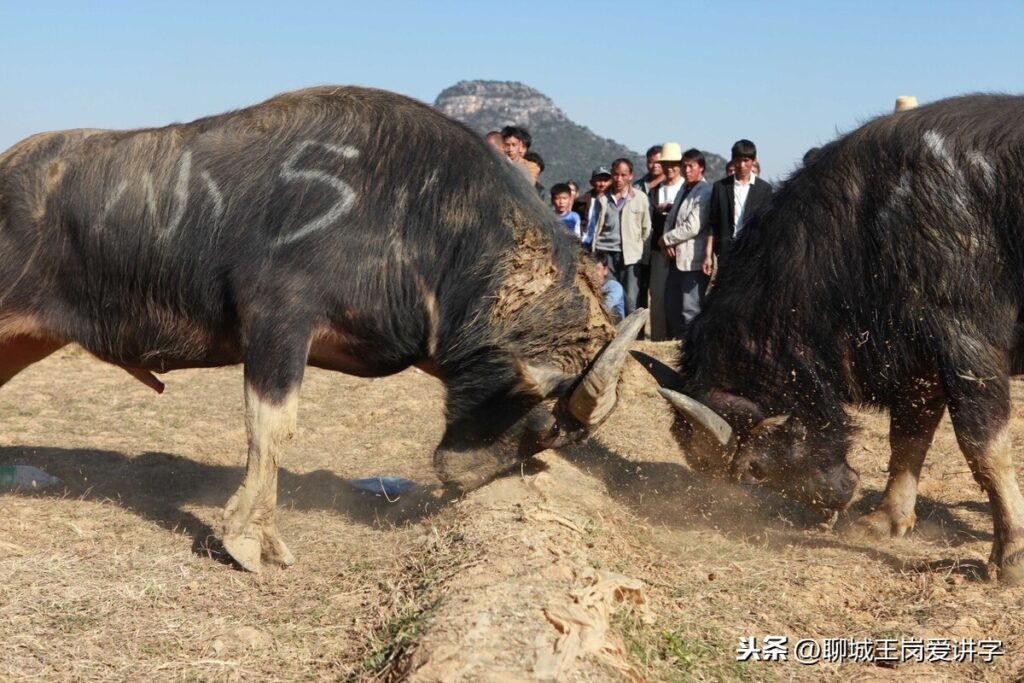 怼是什么意思_怼的含义和来历