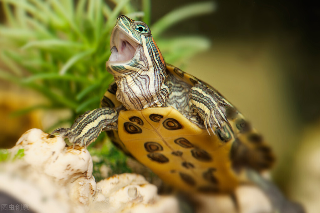 怎么养乌龟_乌龟的养殖和注意事项