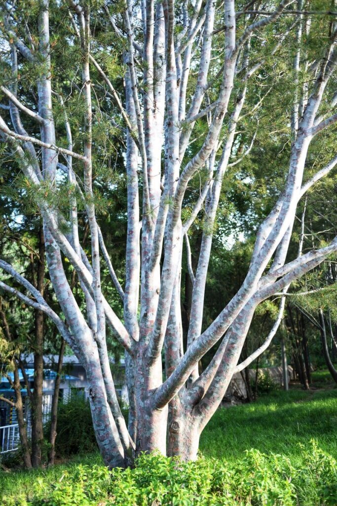 常青树有哪些_常青树的品种大全