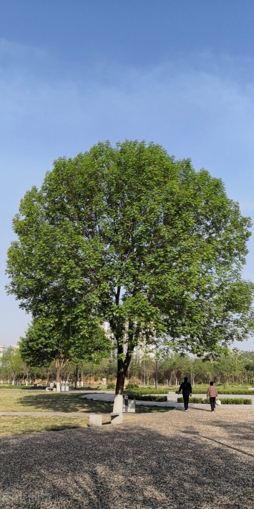 常青树有哪些_常青树的品种大全