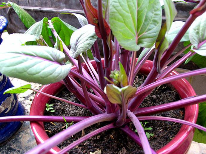 红菜苔是什么_红菜苔的特征及种植