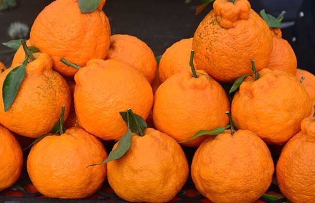 丑橘有什么功效_丑橘的功效和营养价值