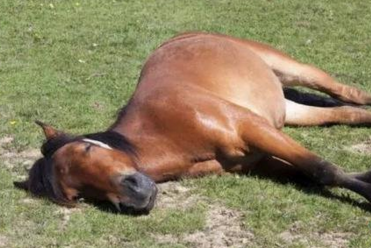 马是怎么睡觉的_马的正确睡觉方式