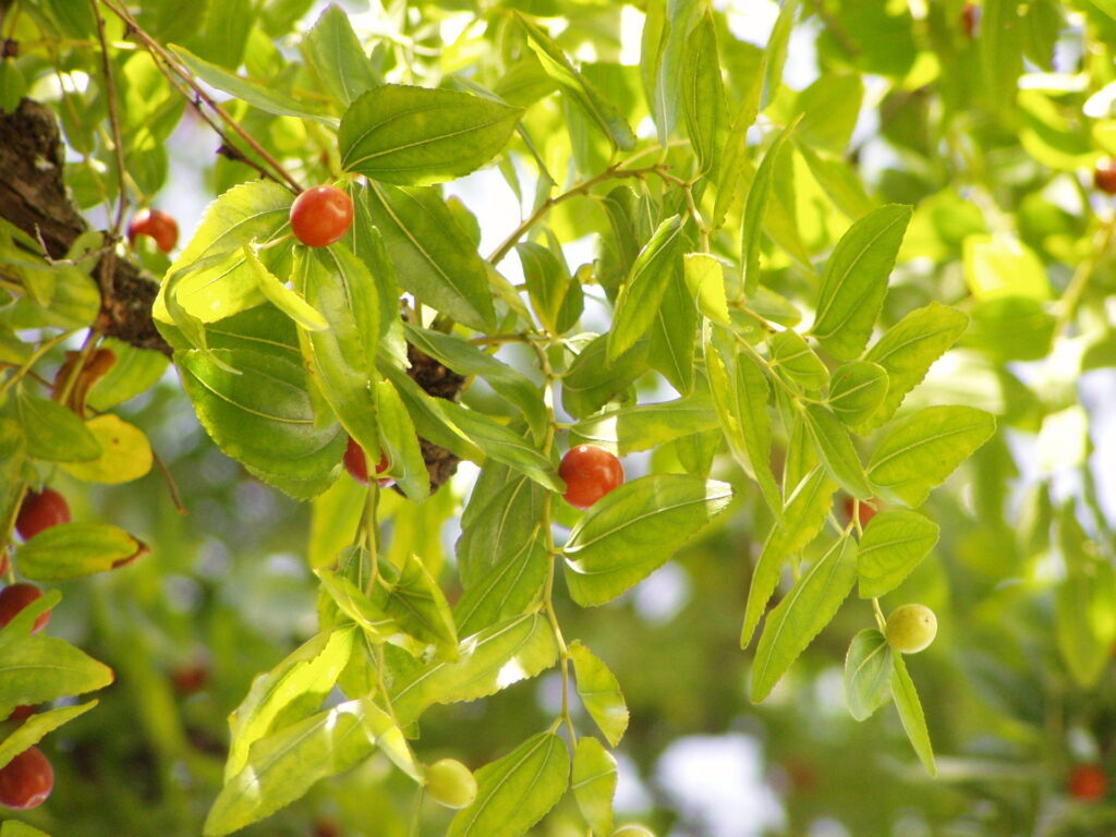 荆棘是什么意思_荆棘的植物介绍