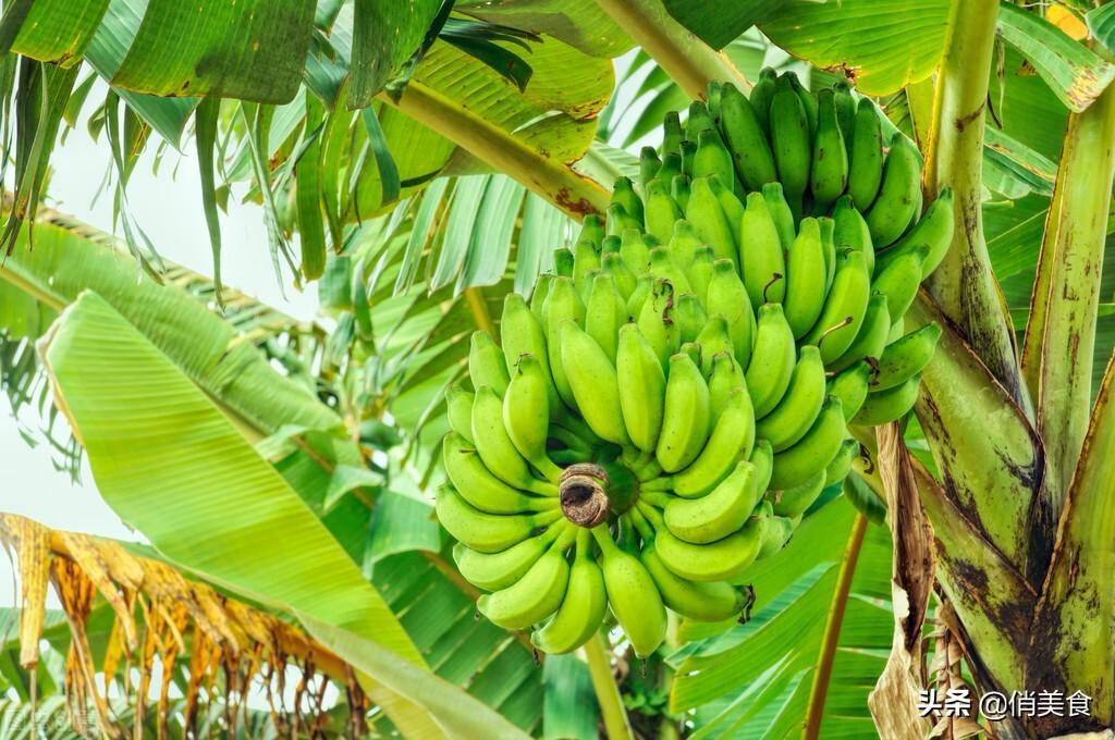 怎么区分芭蕉和香蕉_芭蕉和香蕉的区别