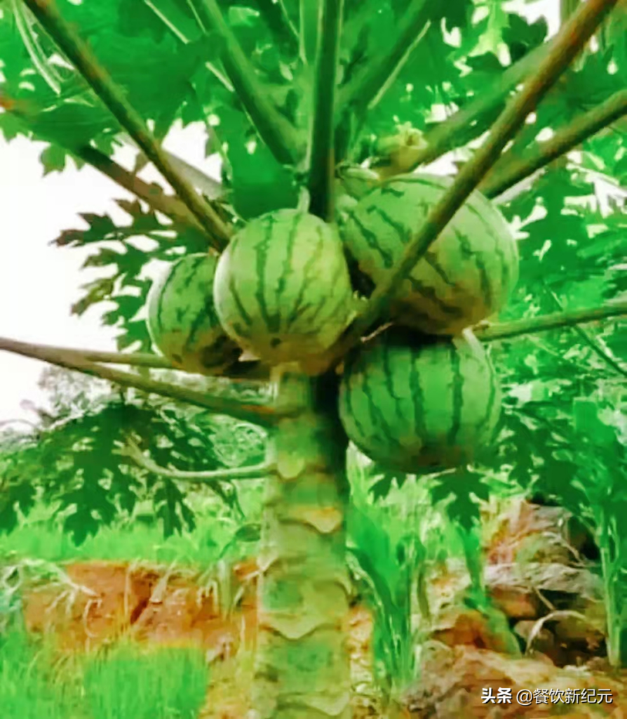 山竹是长在树上还是地上_看完你就知道了