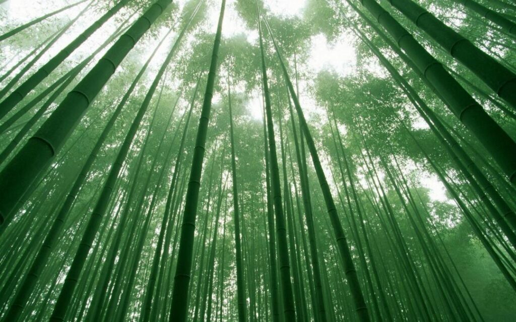 竹子是树还是草_一文解答