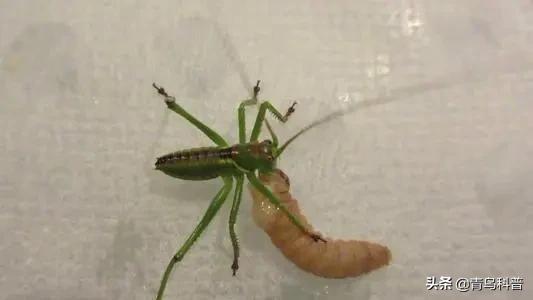 蝈蝈和蛐蛐怎么区分_蝈蝈和蛐蛐的区别