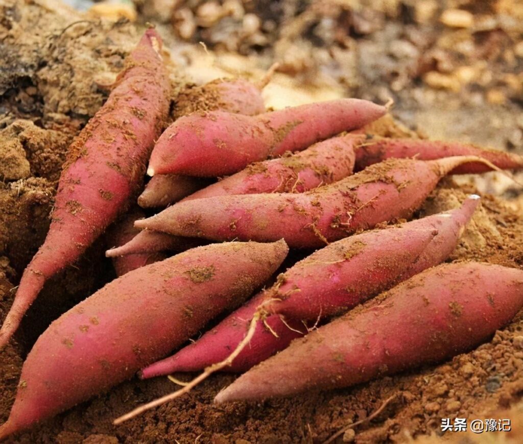 河南人吃什么主食_河南人的主食介绍