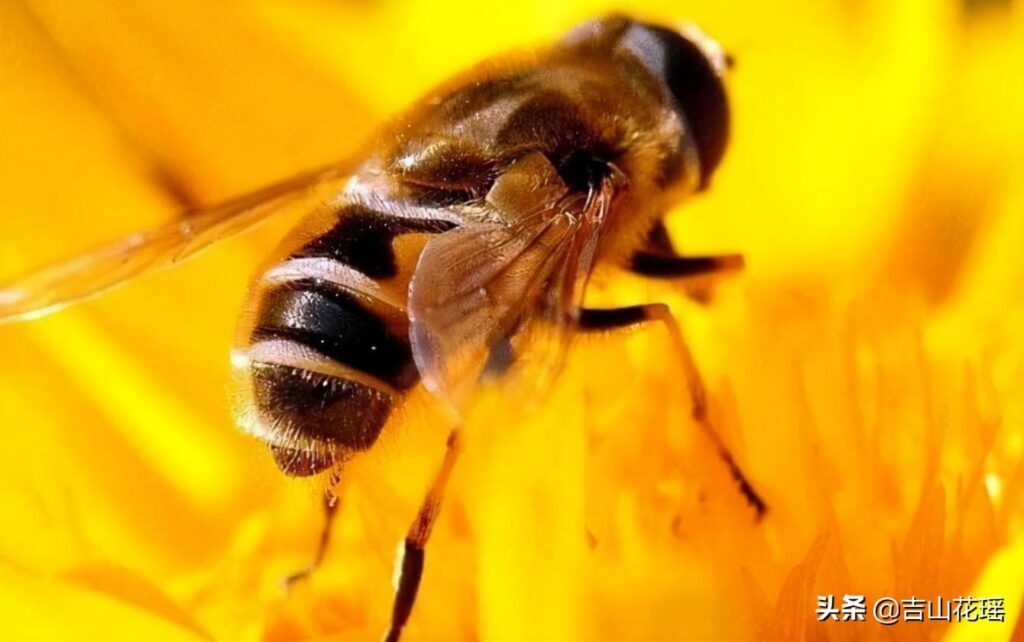 蜜蜂的特点是什么_蜜蜂的特点和习性