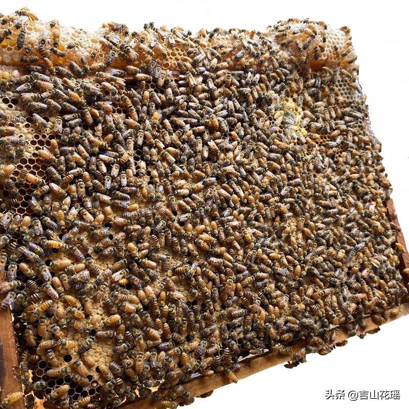 蜜蜂的特点是什么_蜜蜂的特点和习性
