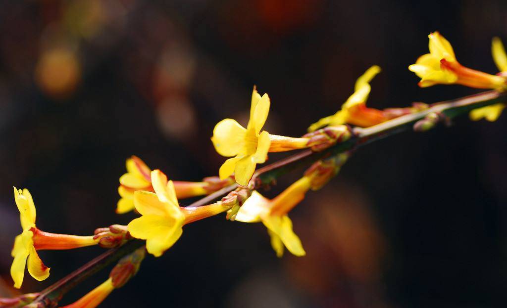 迎春花是什么颜色_迎春花的特征和寓意