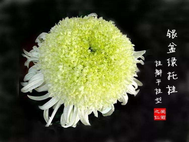 菊花有哪些种类_菊花最全种类介绍