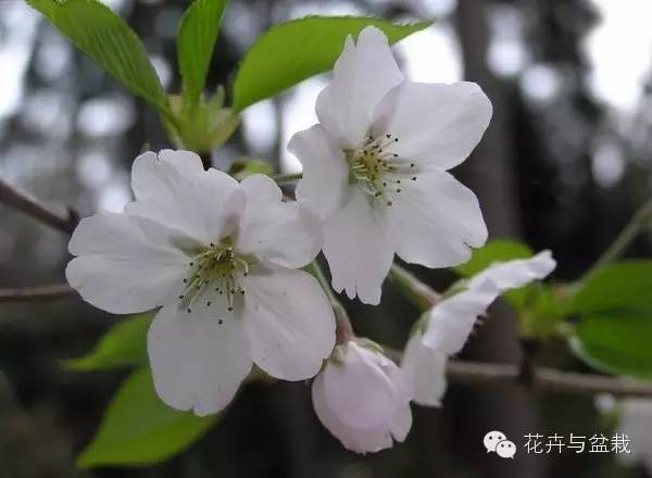 樱花有哪些品种和颜色_樱花的品种和颜色分类