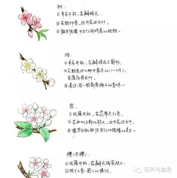 樱花有哪些品种和颜色_樱花的品种和颜色分类