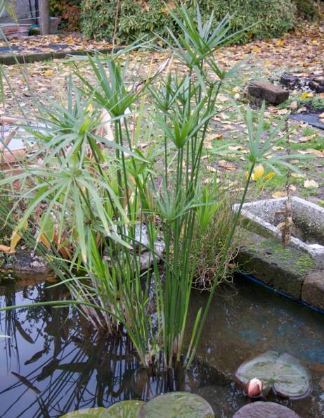 水生植物有哪些_常见的水生植物介绍