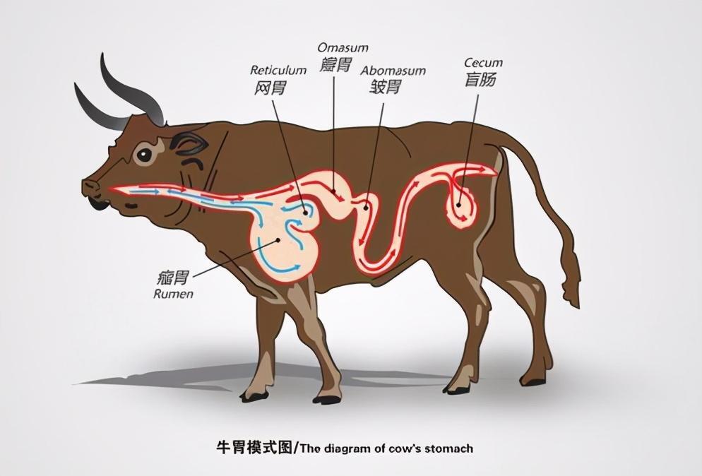 牛有几个胃 _牛胃的作用及功能