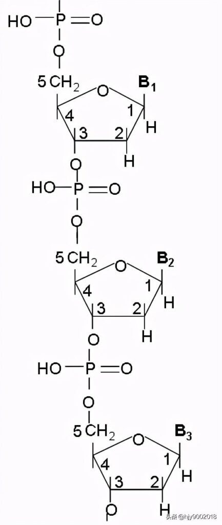 dna分子是什么结构_dna分子的结构分析