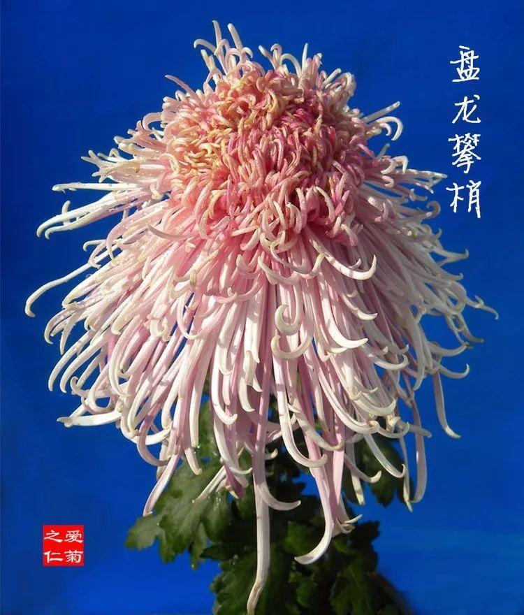 菊花有哪些种类_菊花最全种类介绍