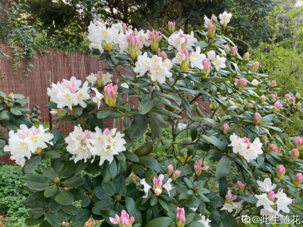 花中西施是什么花_花中西施的品种介绍