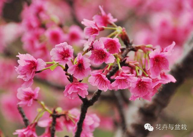 樱花有哪些品种和颜色_樱花的品种和颜色分类