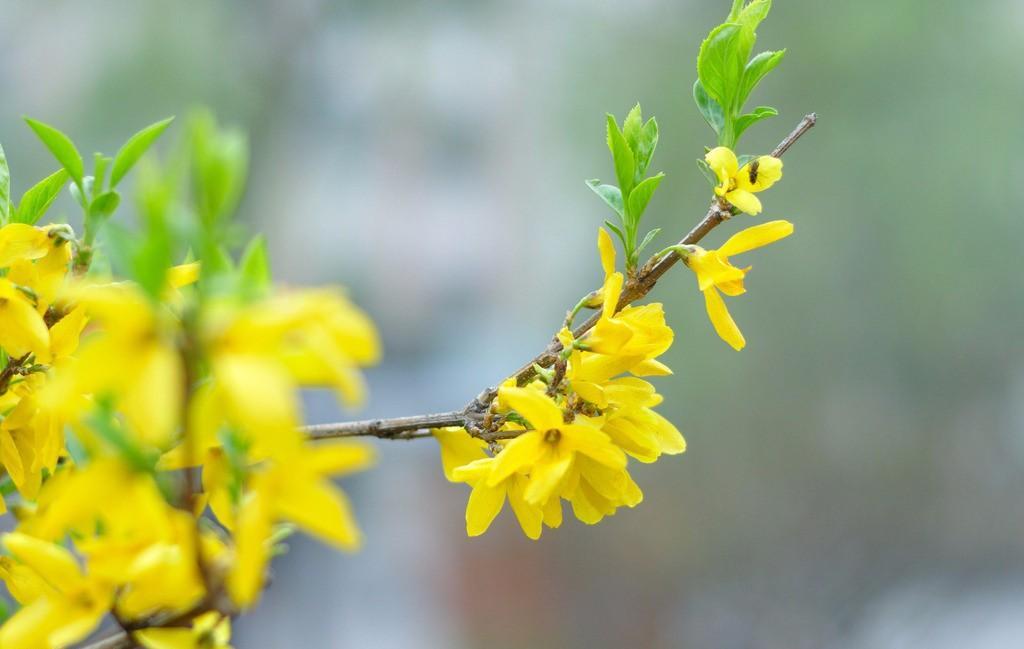 迎春花是什么颜色_迎春花的特征和寓意