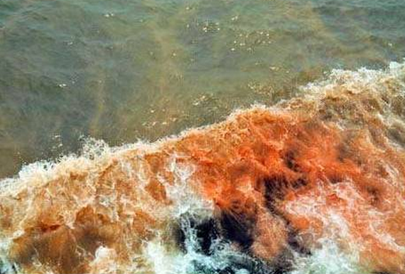 赤潮是怎么形成的_赤潮的形成和危害