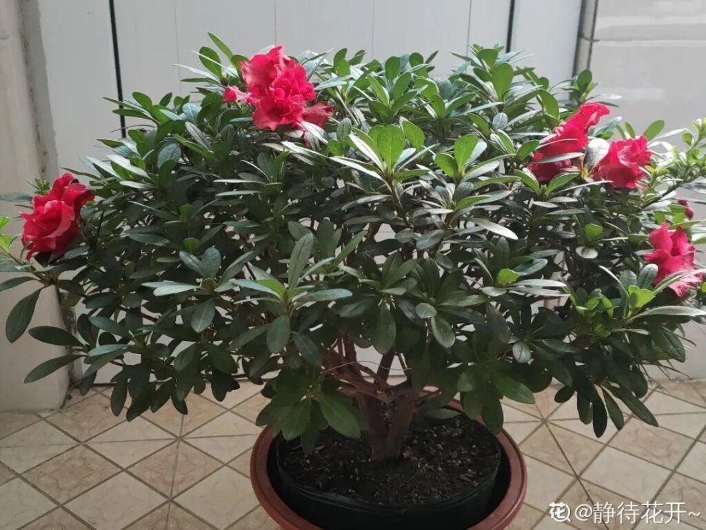 花中西施是什么花_花中西施的品种介绍