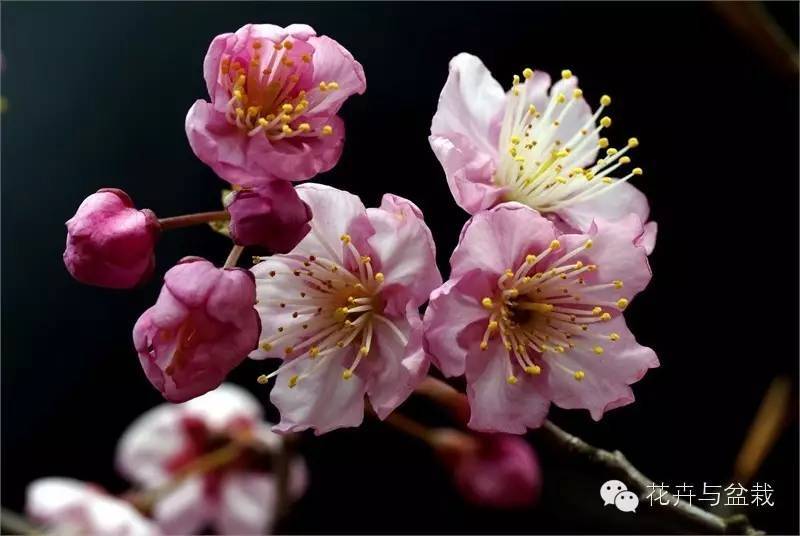 樱花有哪些品种和颜色_樱花的品种和颜色分类