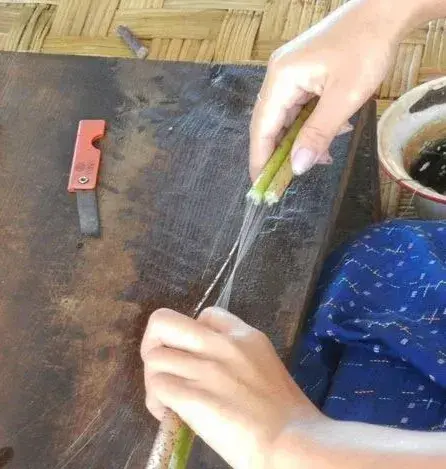 藕断丝连的丝是什么_藕丝的成分和作用