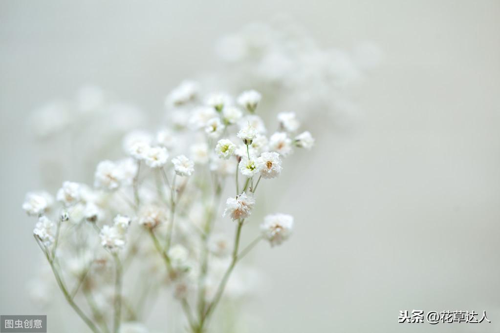 满天星的花语是什么_满天星的花语和寓意