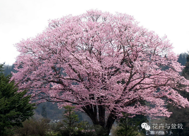 樱花有哪些品种和颜色_樱花的品种和颜色分类