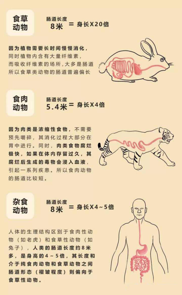 牛有几个胃 _牛胃的作用及功能