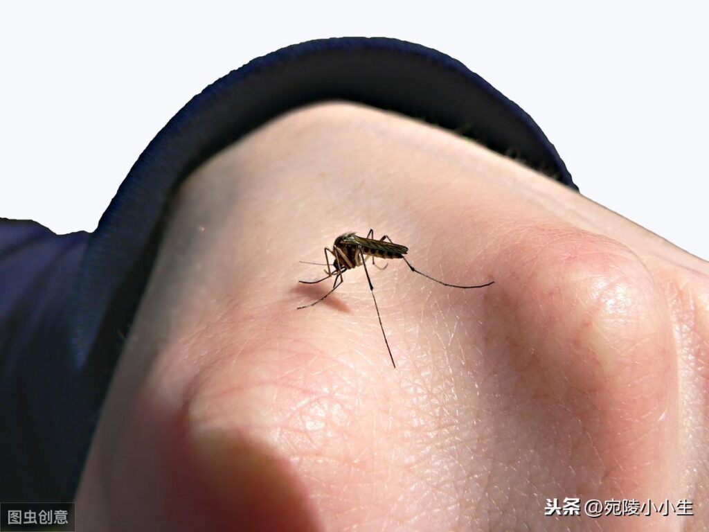 蚊子的寿命有多长_蚊子的存活时间