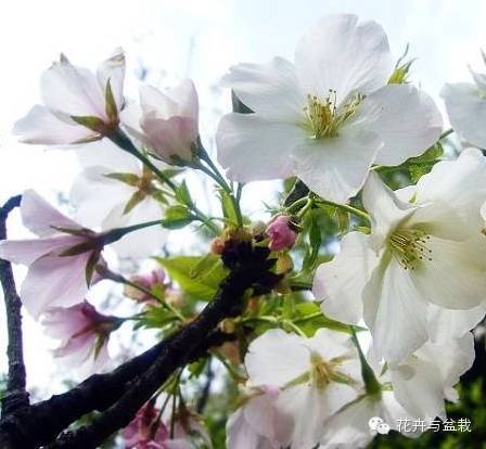 樱花有哪些品种和颜色_樱花的品种和颜色分类