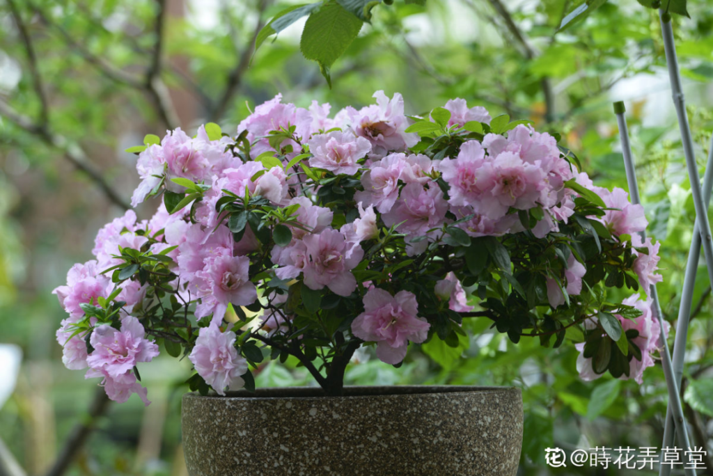 花中西施是什么花_花中西施的品种介绍