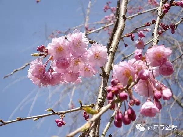 樱花有哪些品种和颜色_樱花的品种和颜色分类