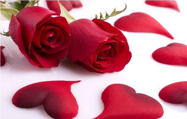 玫瑰代表什么意思_不同颜色玫瑰代表的寓意