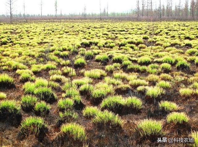 北大荒在哪_北大荒的基本介绍