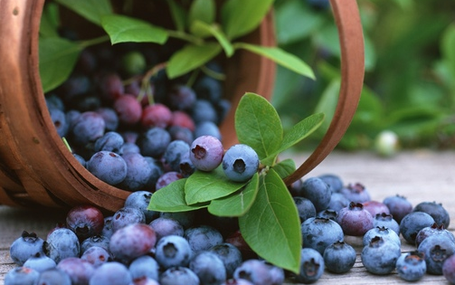 蓝莓怎么洗_蓝莓的清洗和保存方法