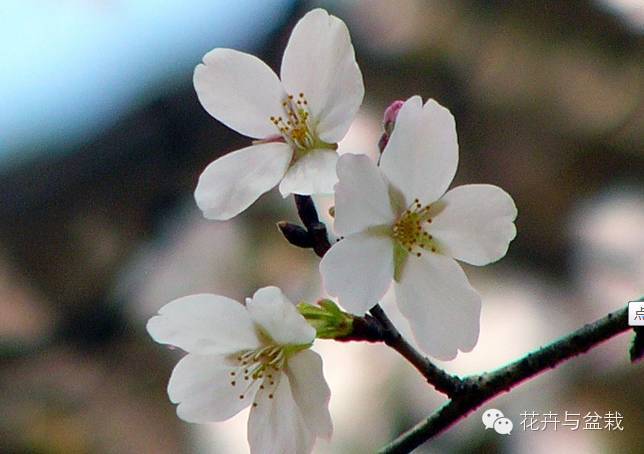 樱花有哪些品种和颜色_樱花的品种和颜色分类