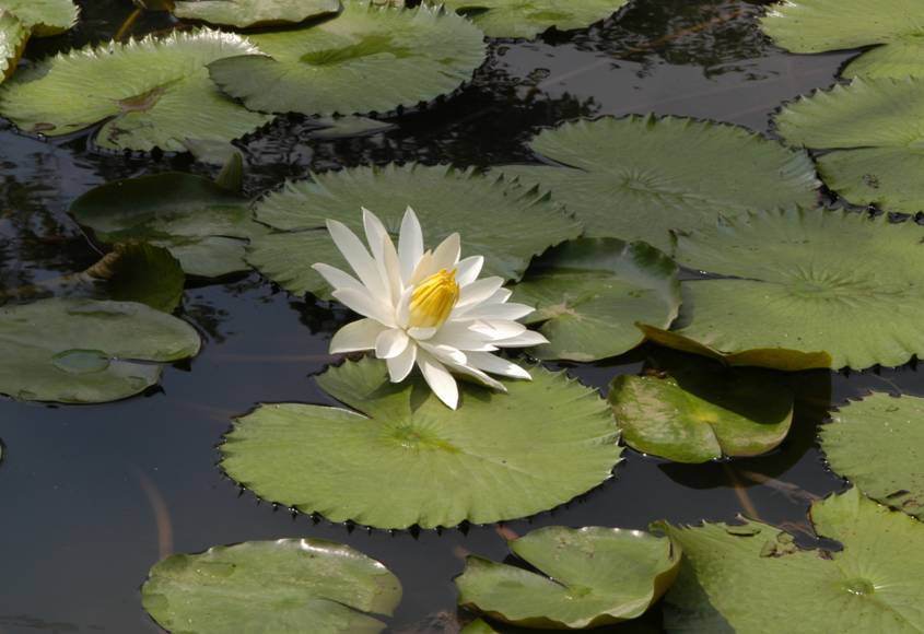 水生植物有哪些_常见的水生植物介绍