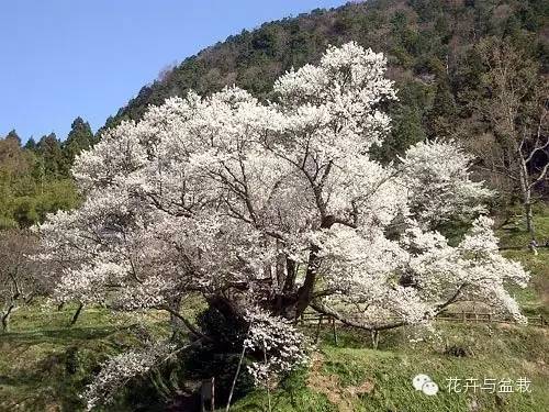 樱花有哪些品种和颜色_樱花的品种和颜色分类